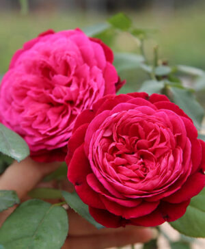 Hoa hồng ngoại Jardin Parfume