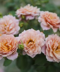 Hoa hồng ngoại Iori