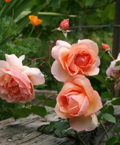 Hoa hồng ngoại Haven On Earth