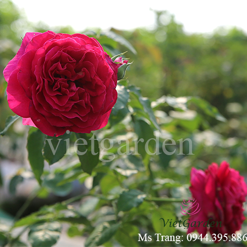 Hình ảnh hoa hồng ngoại Kate rose