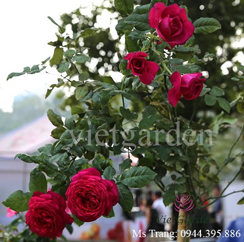 Hình ảnh hoa hồng ngoại Kate rose