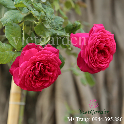 Hình ảnh hoa hồng ngoại Kate rose