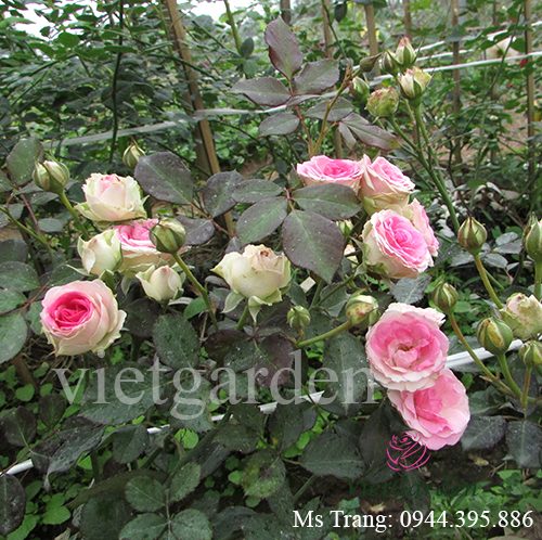 Hình ảnh hoa hồng ngoại Mini Eden rose