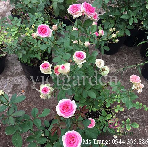 Hình ảnh hoa hồng ngoại Mini Eden rose