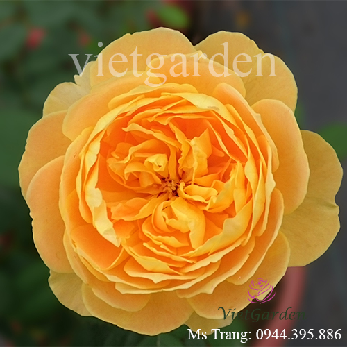 Hình ảnh hoa hồng ngoại Molineux rose