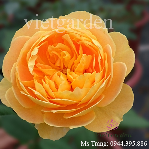 Hình ảnh hoa hồng ngoại Molineux rose
