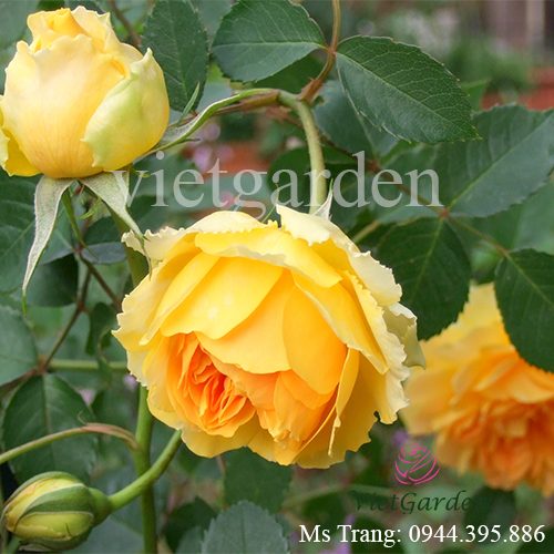 Hình ảnh hoa hồng ngoại Molineux rose