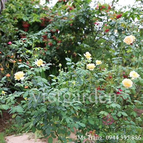 Hình ảnh hoa hồng ngoại Molineux rose