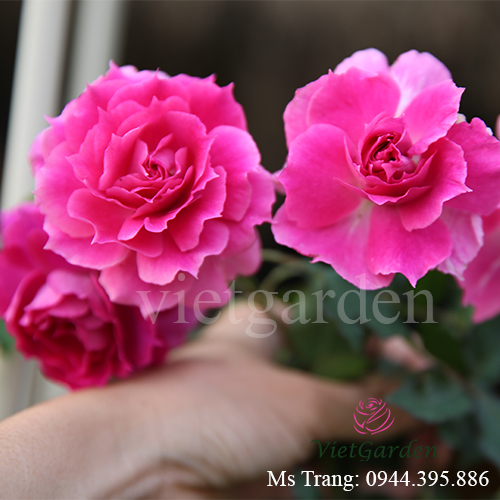 Hình ảnh hoa hồng ngoại Sheherazad rose