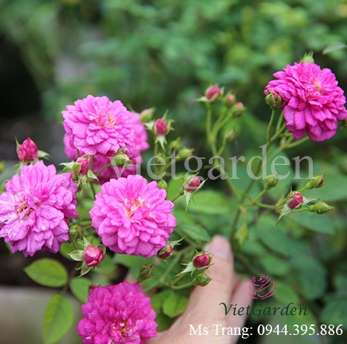 Hình ảnh hoa hồng Sweet Chariot rose