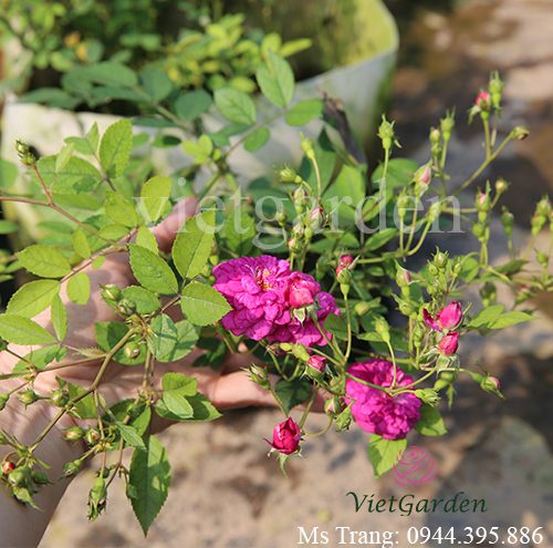 Hình ảnh hoa hồng Sweet Chariot rose