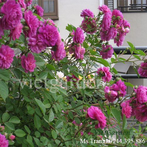 Hình ảnh hoa hồng Sweet Chariot rose