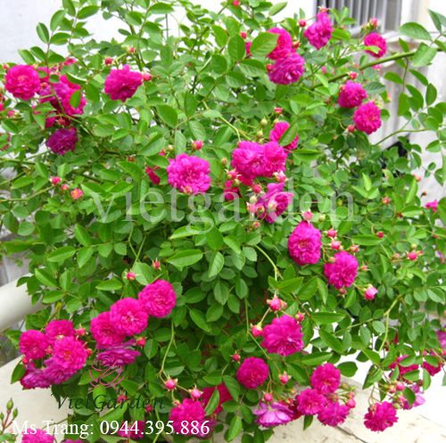 Hình ảnh hoa hồng Sweet Chariot rose