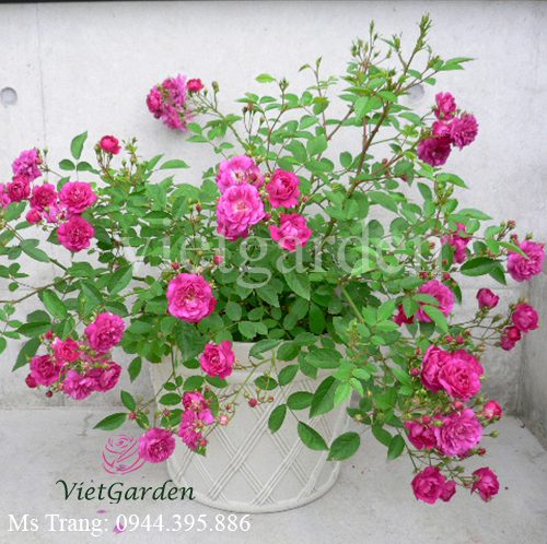 Hình ảnh hoa hồng Sweet Chariot rose