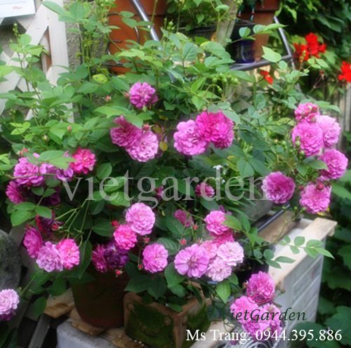 Hình ảnh hoa hồng Sweet Chariot rose