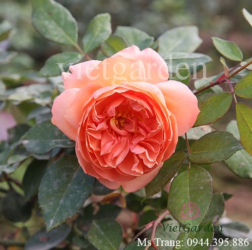 Hoa hồng ngoại Heaven on Earth rose – Hoa hồng Đức cá hồi đẹp nhất