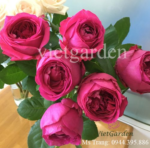 Hình ảnh hoa hồng ngoại Pas De Deux