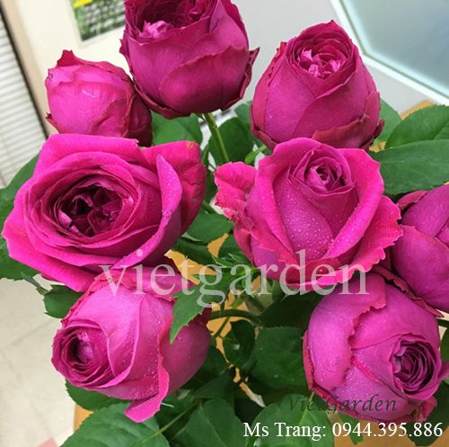 Hình ảnh hoa hồng ngoại Pas De Deux