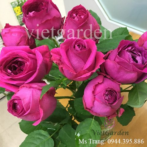 Hình ảnh hoa hồng ngoại Pas De Deux