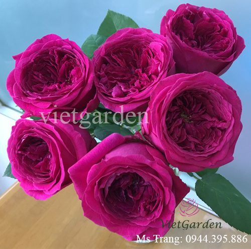 Hình ảnh hoa hồng ngoại Pas De Deux