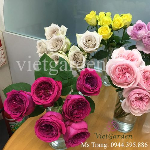 Hình ảnh hoa hồng ngoại Pas De Deux