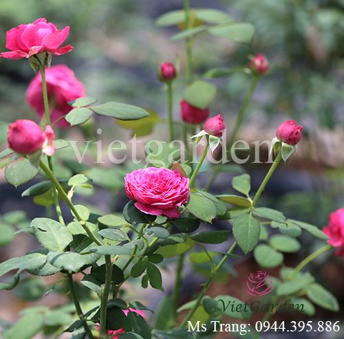 Hình ảnh hoa hồng ngoại Pas De Deux