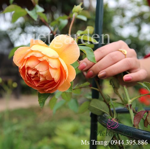 Hình ảnh hoa hồng ngoại Pat Austin rose