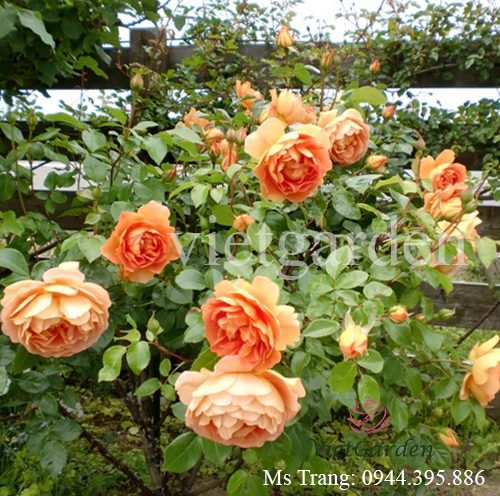 Hình ảnh hoa hồng ngoại Pat Austin rose