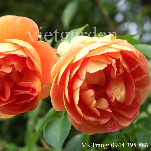 Hình ảnh hoa hồng ngoại Pat Austin rose