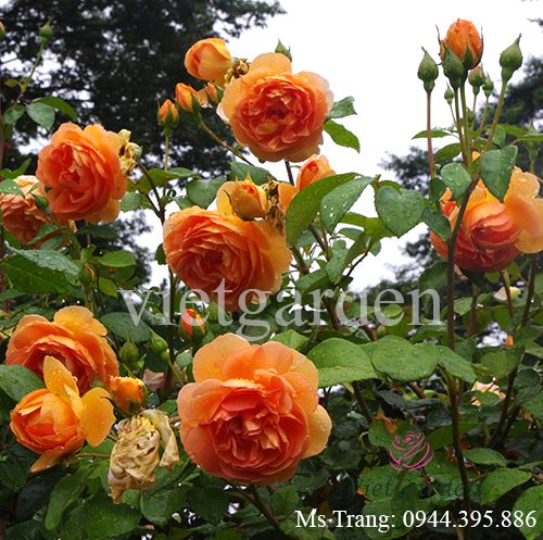 Hình ảnh hoa hồng ngoại Pat Austin rose