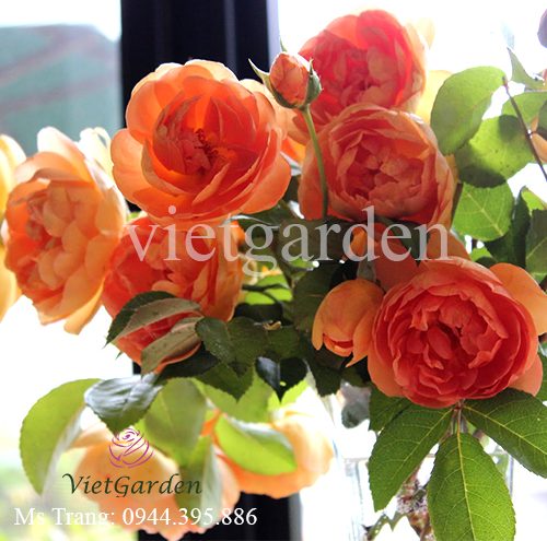 Hình ảnh hoa hồng ngoại Pat Austin rose