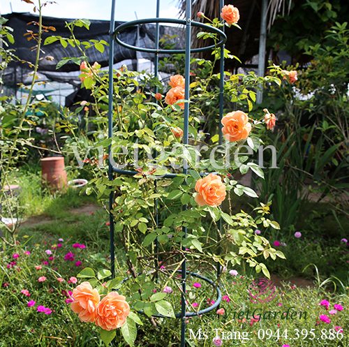 Hình ảnh hoa hồng ngoại Pat Austin rose