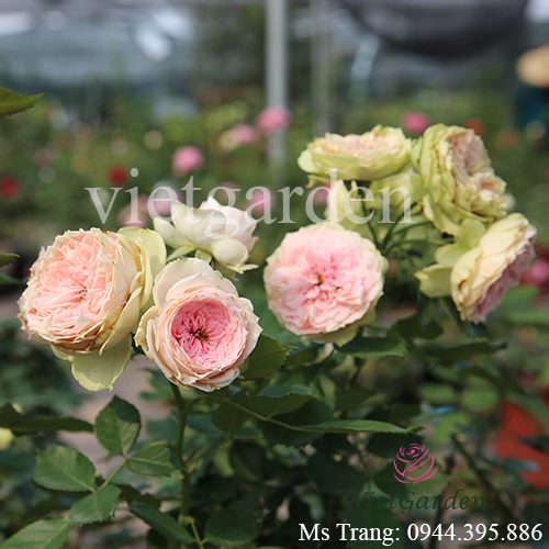 Hình ảnh hoa hồng ngoại Pompon Veranda rose