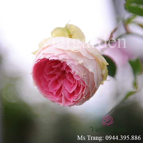 Hình ảnh hoa hồng ngoại Pompon Veranda rose