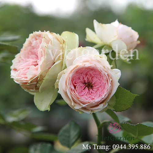 Hình ảnh hoa hồng ngoại Pompon Veranda rose