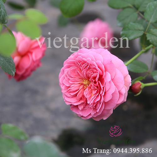 Hình ảnh hoa hồng ngoại Princess Alexandra of Kent rose