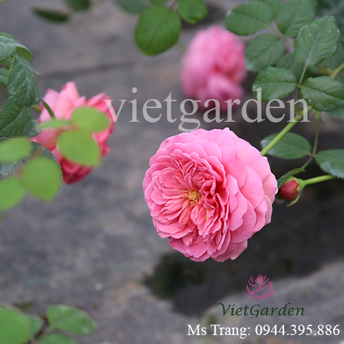 Hình ảnh hoa hồng ngoại Princess Alexandra of Kent rose