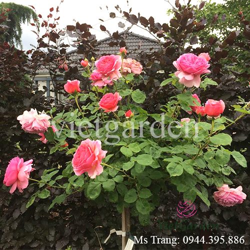 Hình ảnh hoa hồng ngoại Princess Alexandra of Kent rose