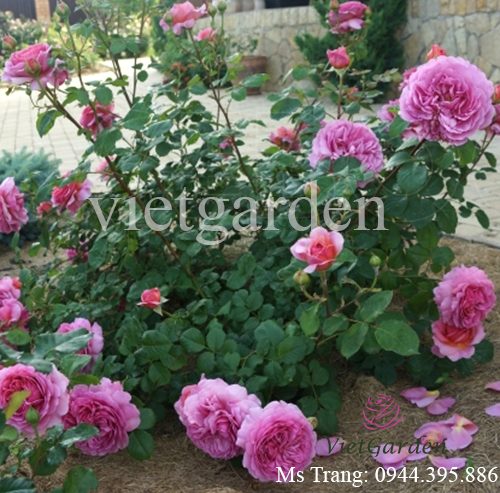 Hình ảnh hoa hồng ngoại Princess Alexandra of Kent rose