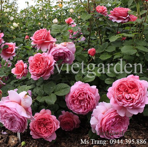 Hình ảnh hoa hồng ngoại Princess Alexandra of Kent rose