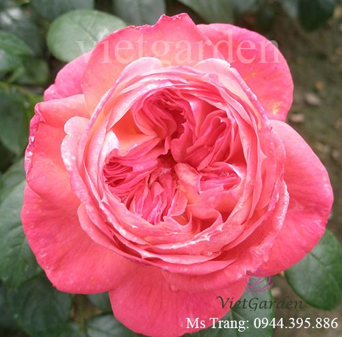Hình ảnh hoa hồng ngoại Queen of Hearts rose