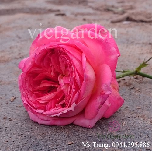 Hình ảnh hoa hồng ngoại Queen of Hearts rose
