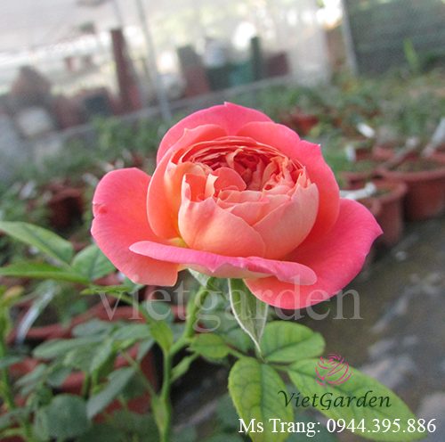 Hình ảnh hoa hồng ngoại Queen of Hearts rose