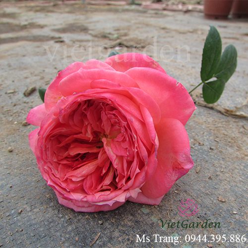 Hình ảnh hoa hồng ngoại Queen of Hearts rose