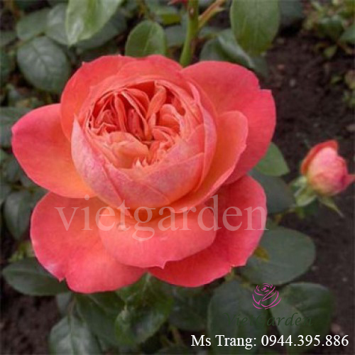 Hình ảnh hoa hồng ngoại Queen of Hearts rose