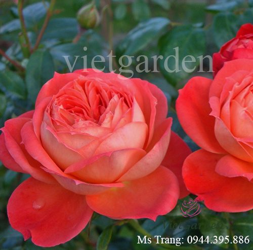 Hình ảnh hoa hồng ngoại Queen of Hearts rose