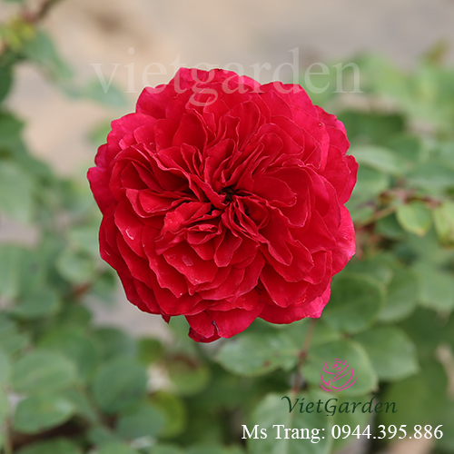 Hình ảnh hoa hồng ngoại Red Leonardo Da Vinci rose