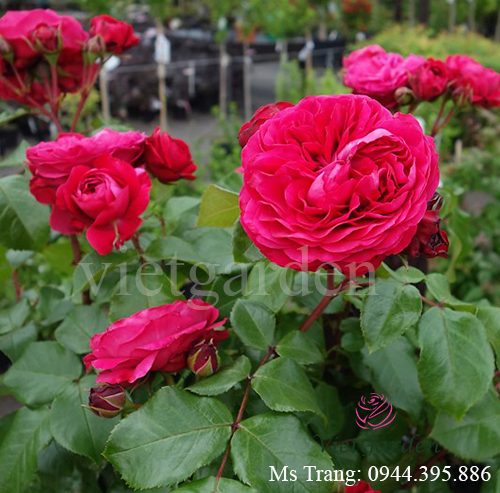 Hình ảnh hoa hồng ngoại Red Leonardo Da Vinci rose