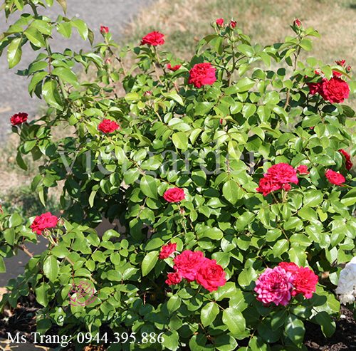 Hình ảnh hoa hồng ngoại Red Leonardo Da Vinci rose