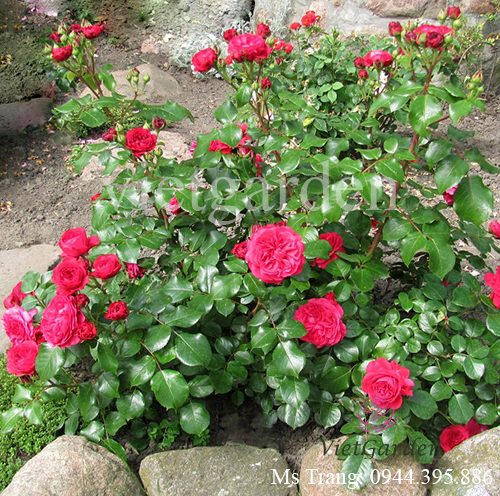 Hình ảnh hoa hồng ngoại Red Leonardo Da Vinci rose